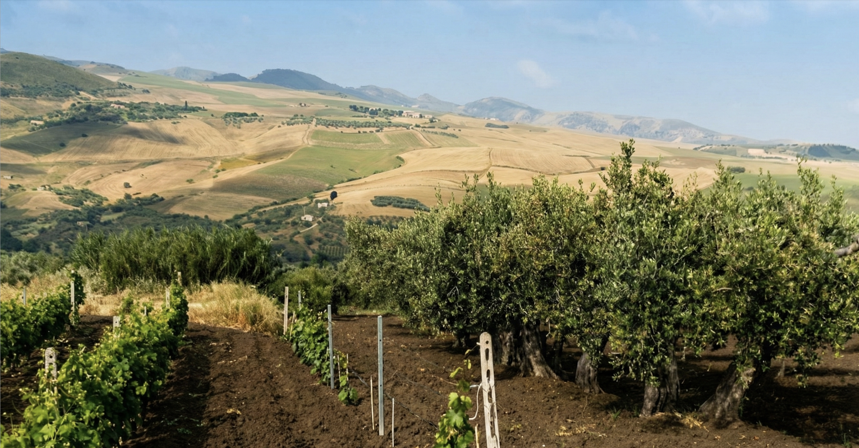 Sicilian Olive Farm